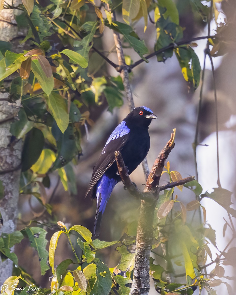 Asian Fairy-bluebird - Swetha Krishna