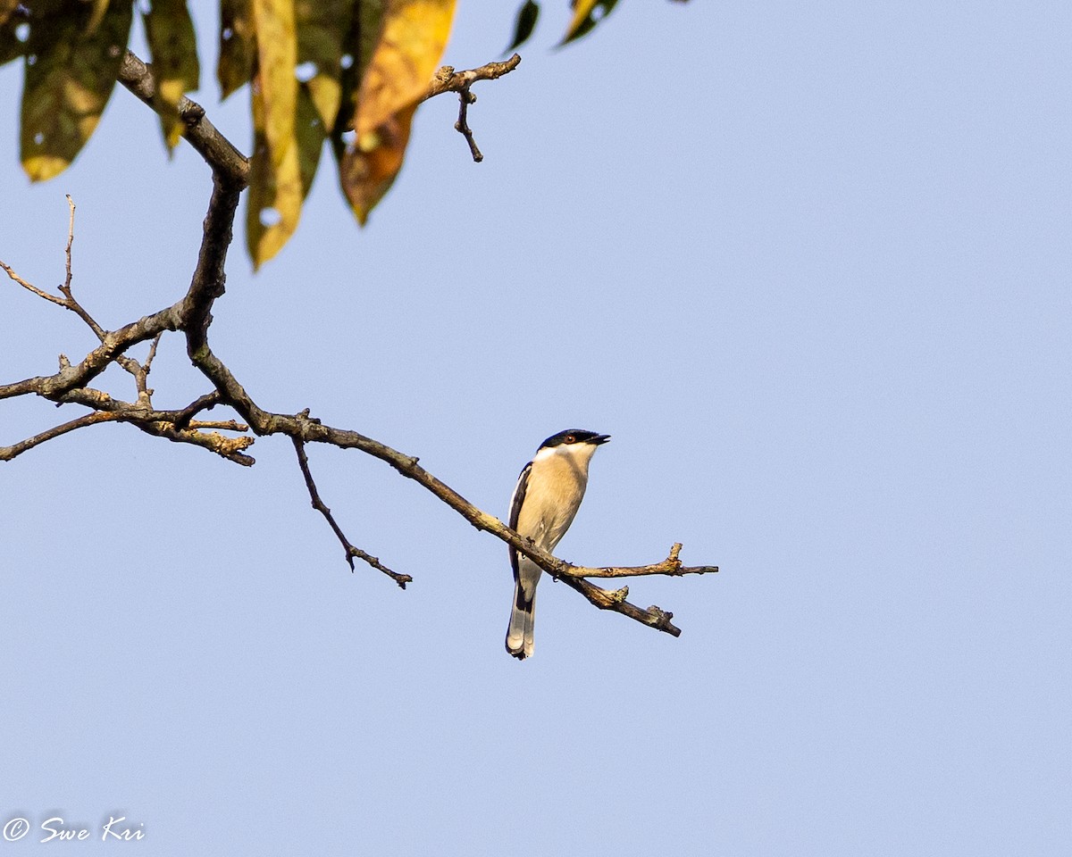 Bar-winged Flycatcher-shrike - Swetha Krishna