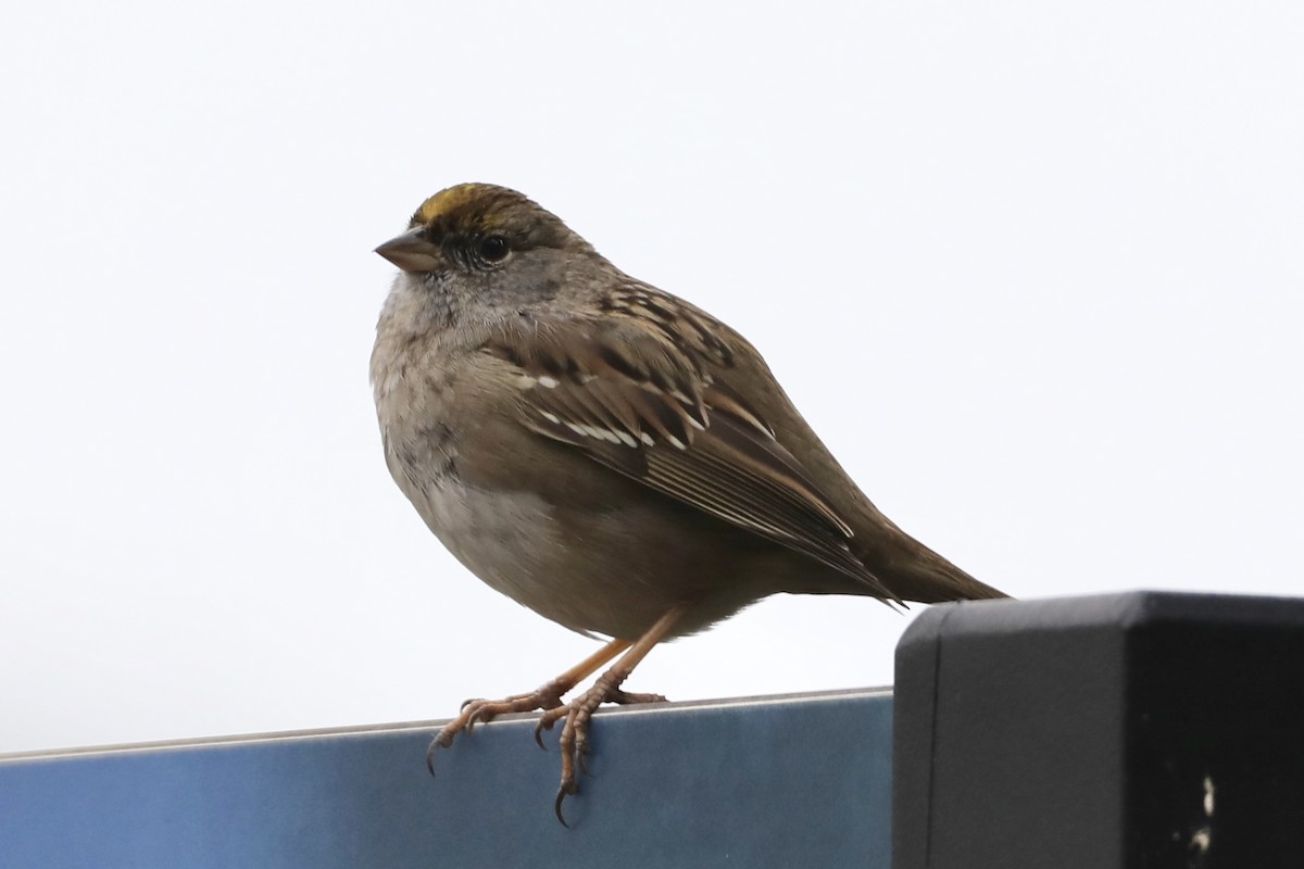 Golden-crowned Sparrow - ML422622991