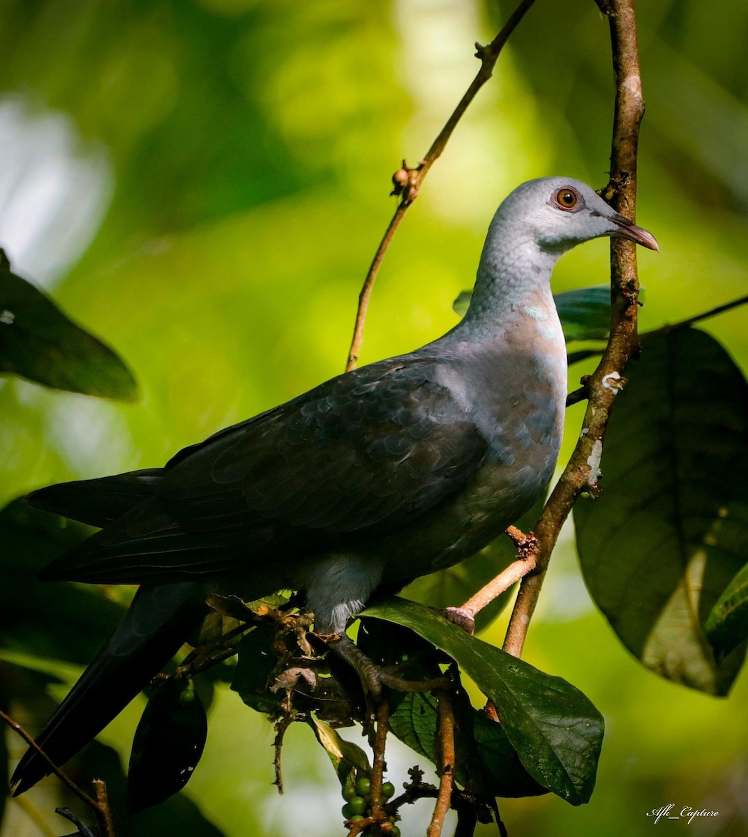 Andaman Wood-Pigeon - ML422623501