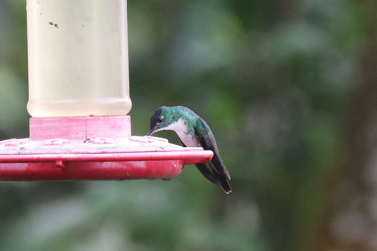 kolibřík andský - ML422624231