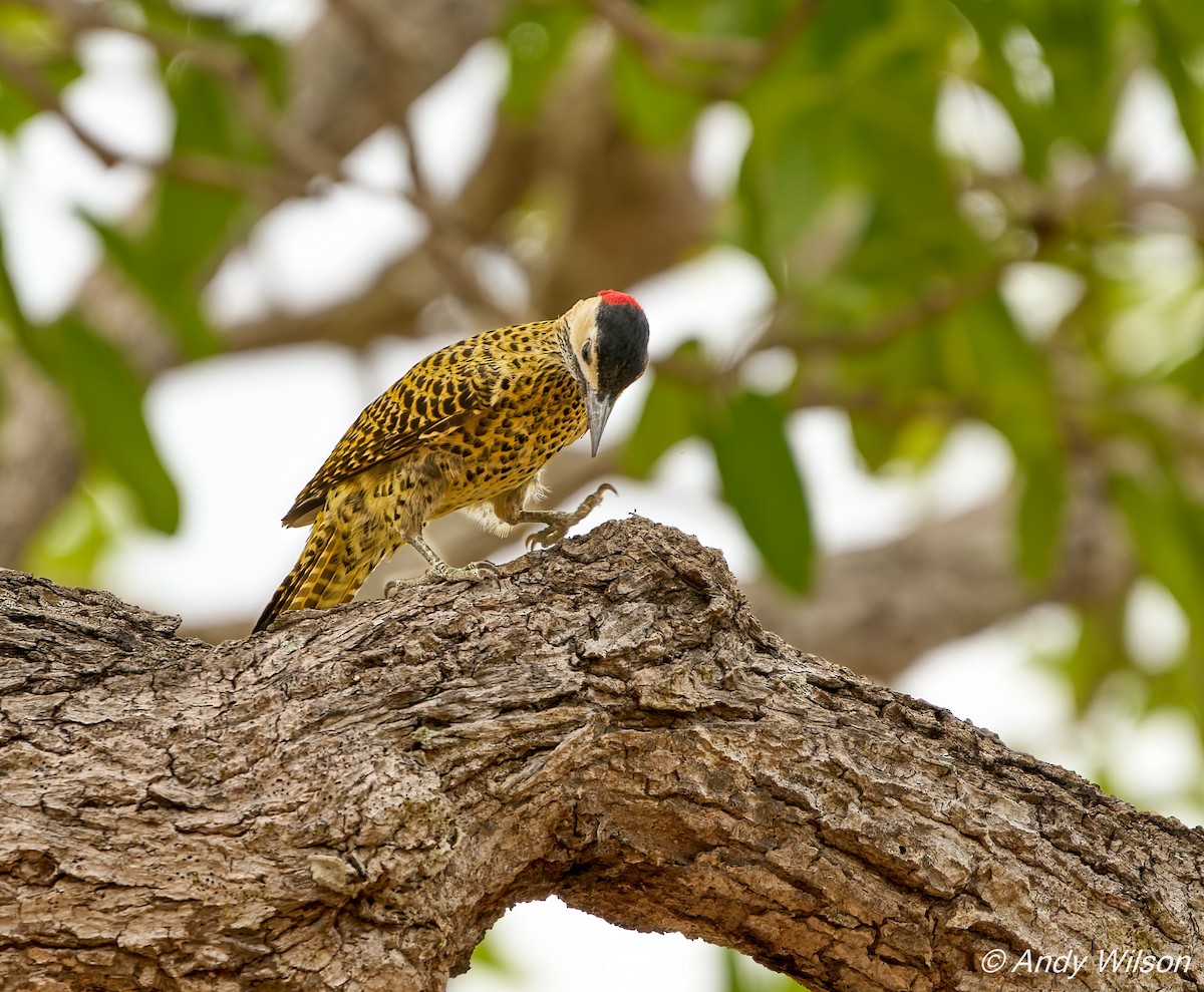 Green-barred Woodpecker (Green-barred) - ML422624971