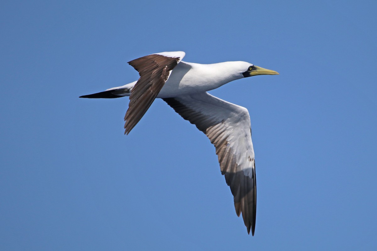 Masked Booby - ML422627421