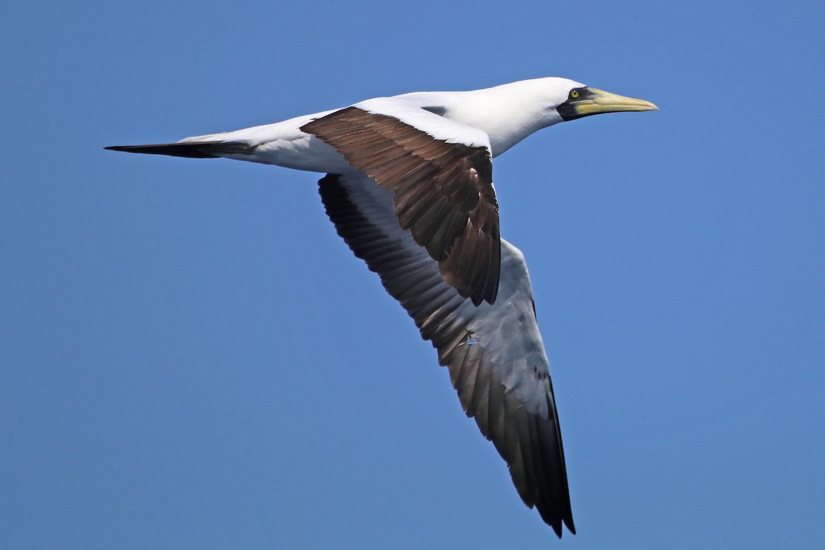 Masked Booby - ML422627461