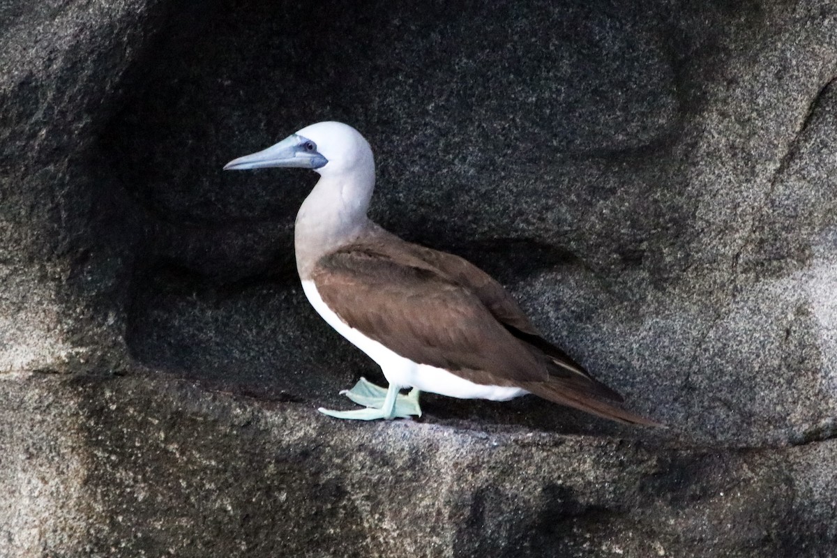 Brown Booby - ML422627691