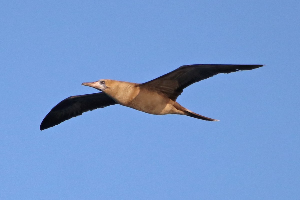 Red-footed Booby - ML422627791