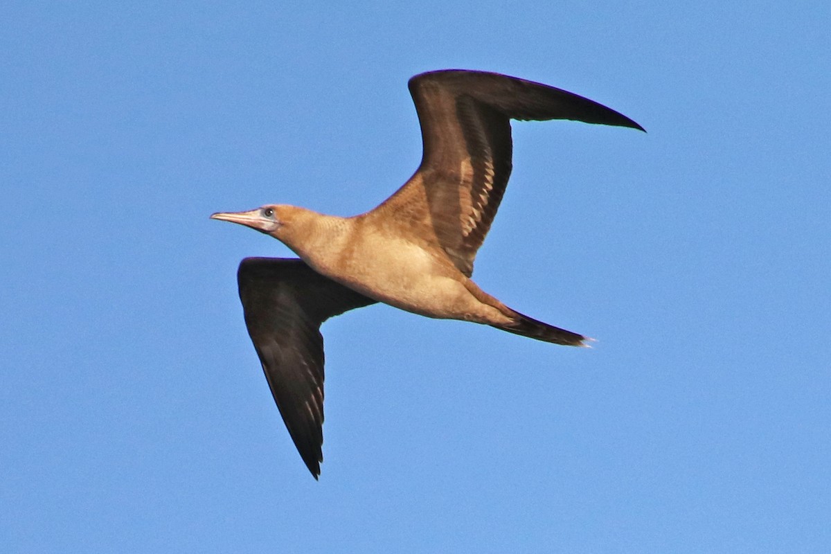 Red-footed Booby - Guy Stevens