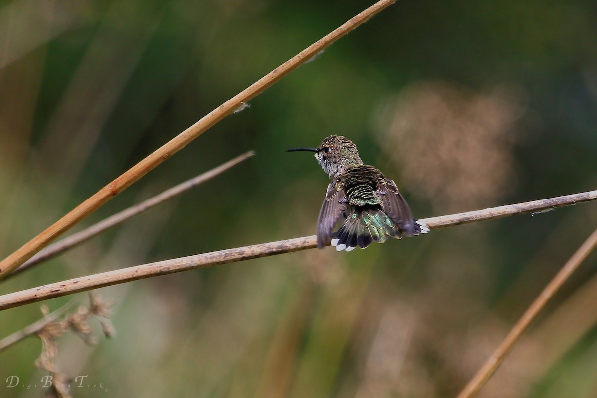 Black-chinned Hummingbird - ML42263281