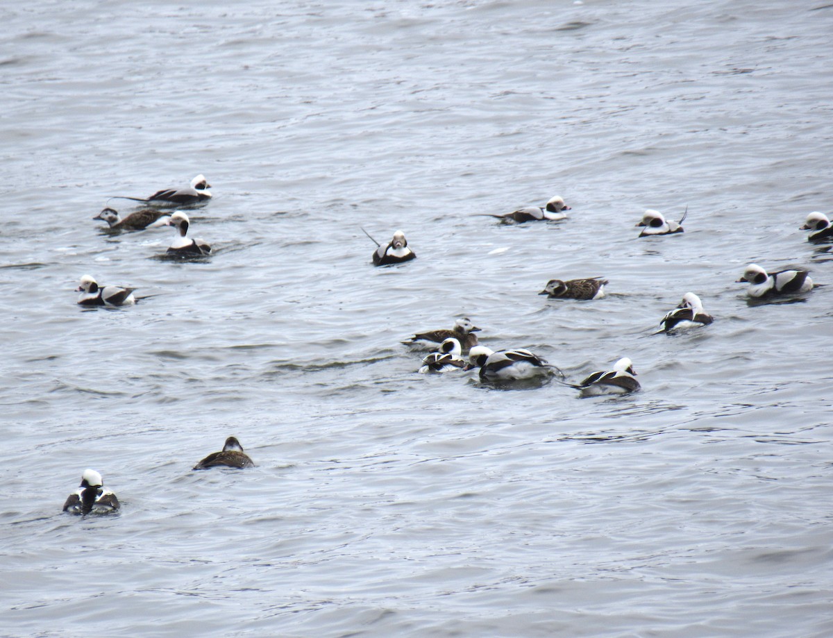 Long-tailed Duck - ML422634201