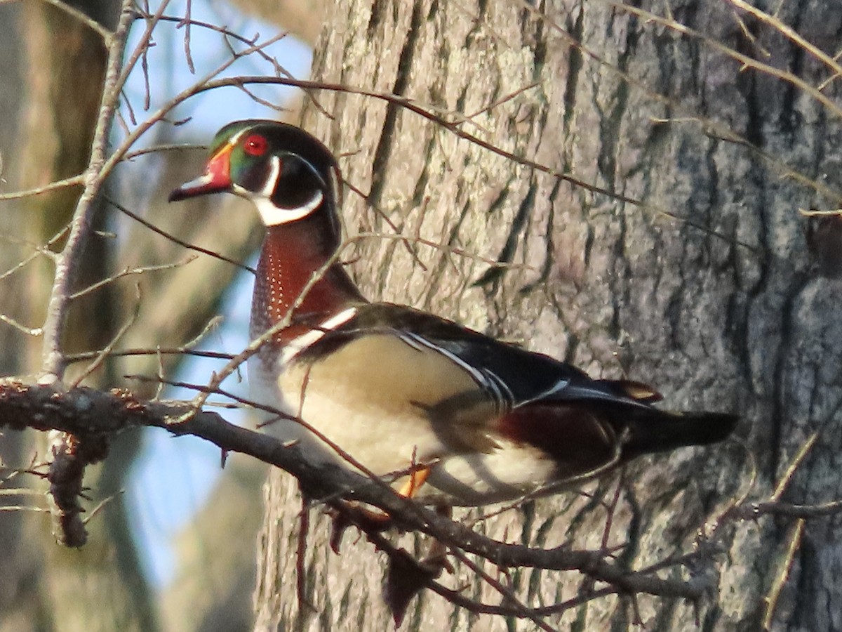 Wood Duck - Alan  Troyer