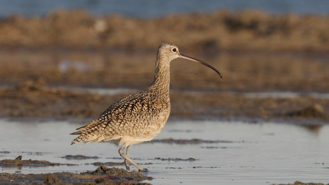 Long-billed Curlew - ML422642761