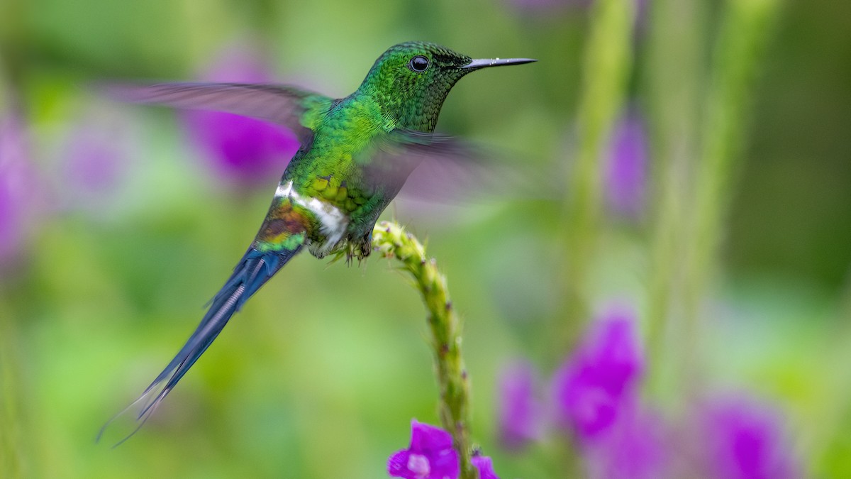 kolibřík trnoocasý - ML422654781