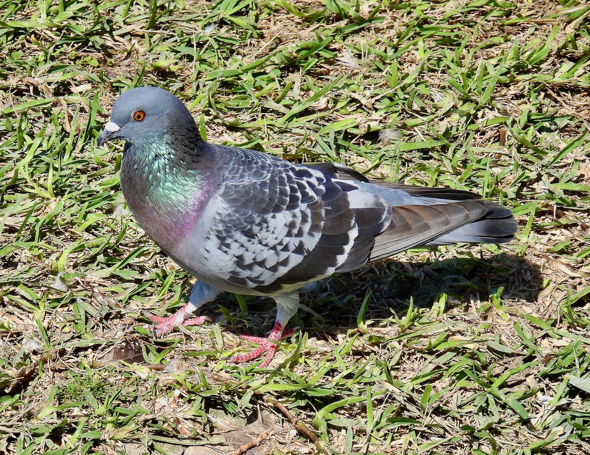 Rock Pigeon (Feral Pigeon) - ML422655521