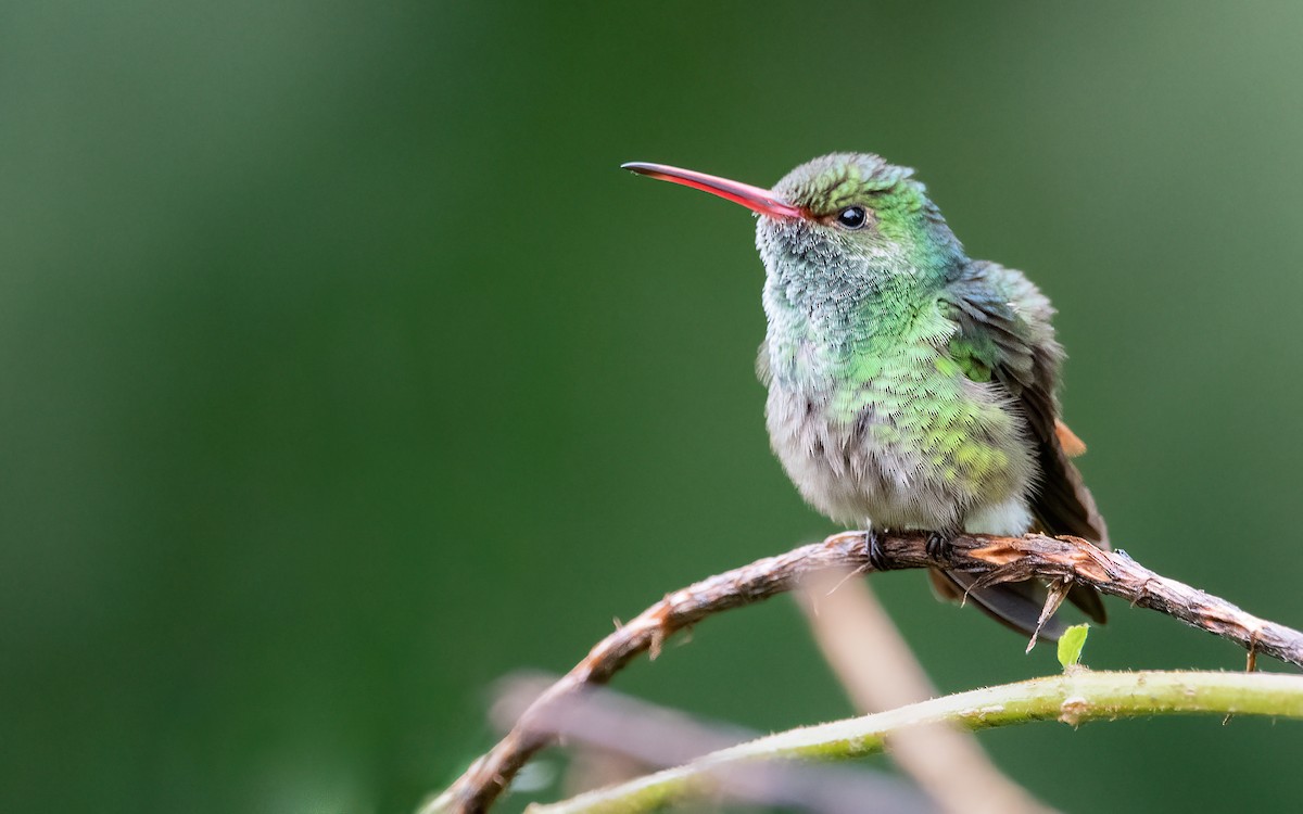 Rufous-tailed Hummingbird - ML422655541