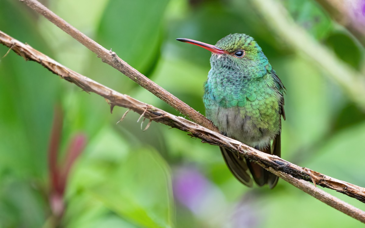 Rufous-tailed Hummingbird - ML422655571