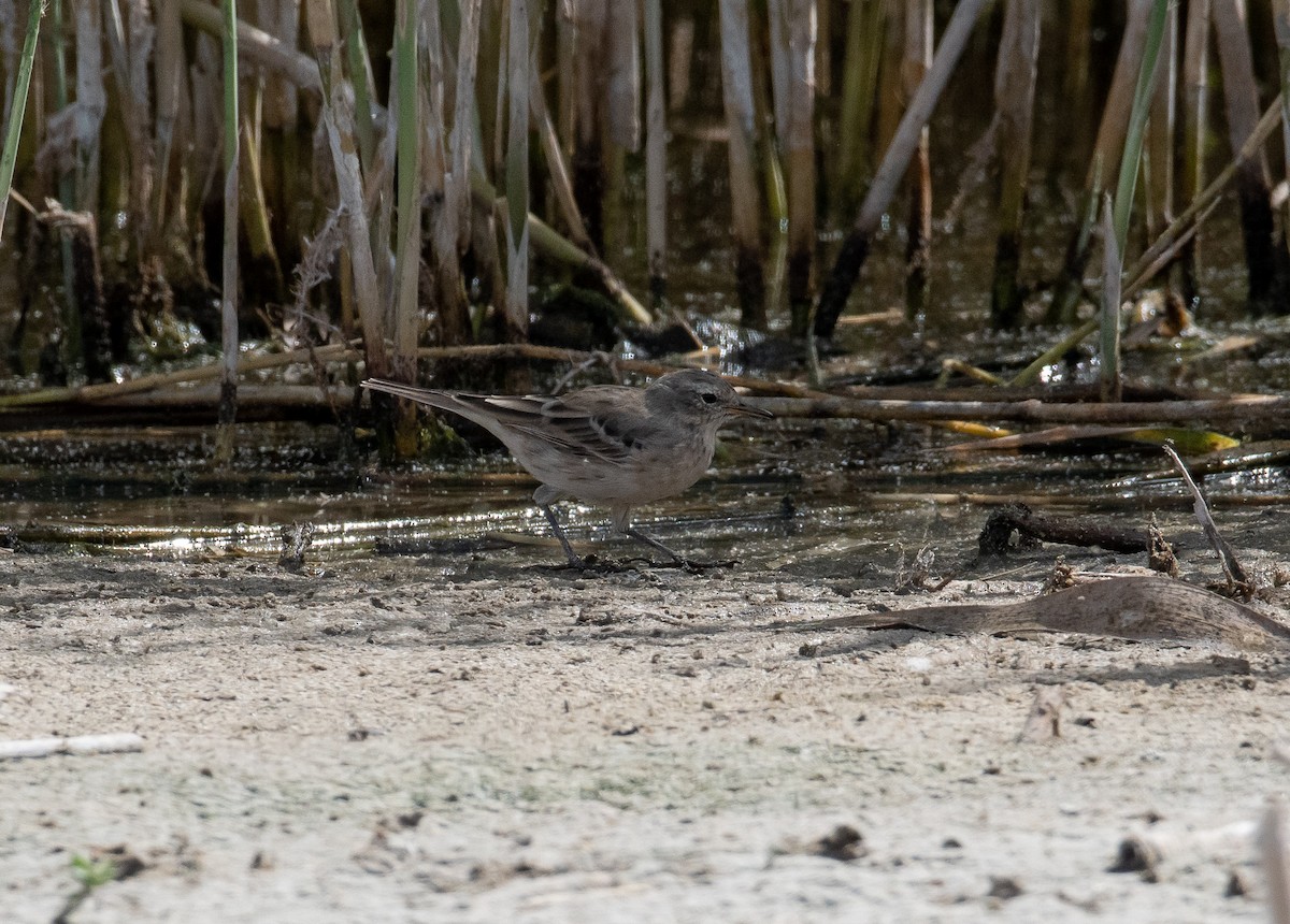 Water Pipit - ML422660681