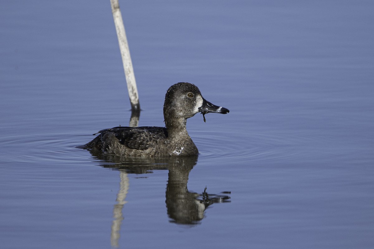 Ring-necked Duck - ML422661971