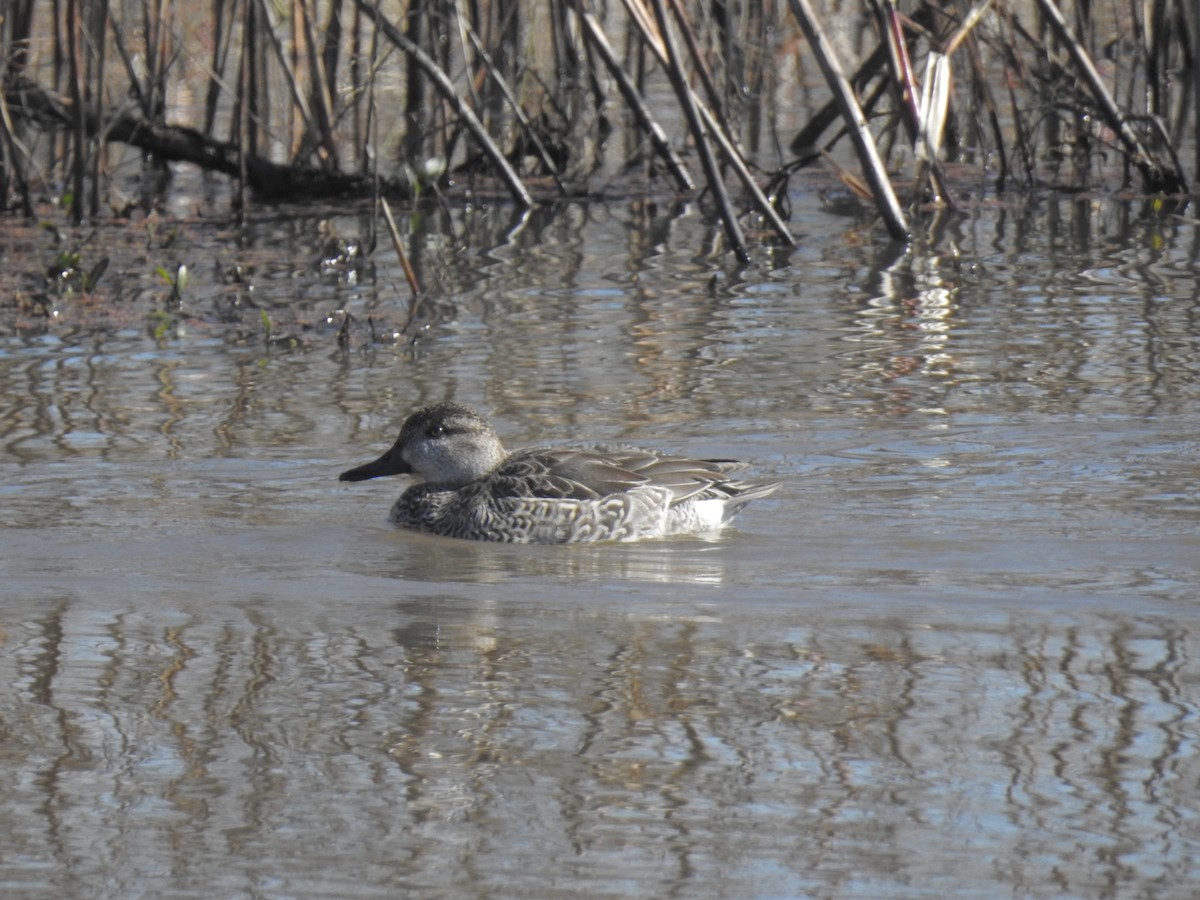 Green-winged Teal - ML42266451