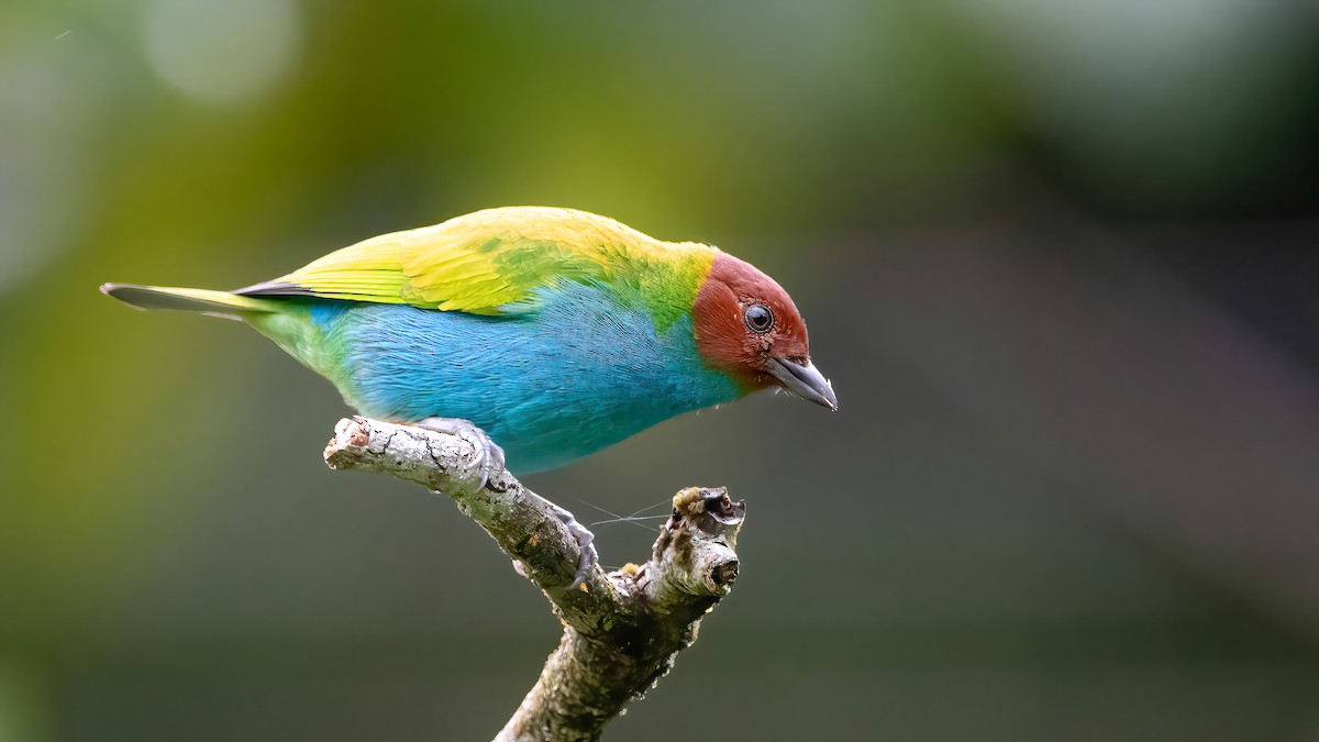Bay-headed Tanager - ML422664951