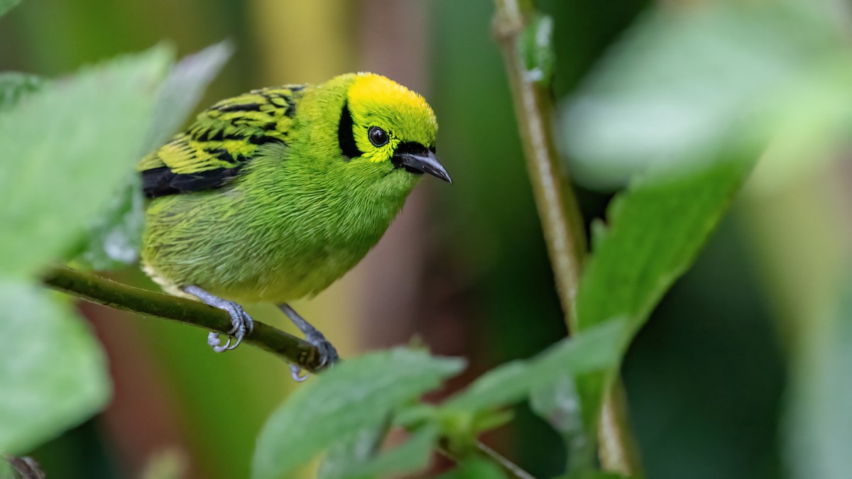 Emerald Tanager - ML422668101