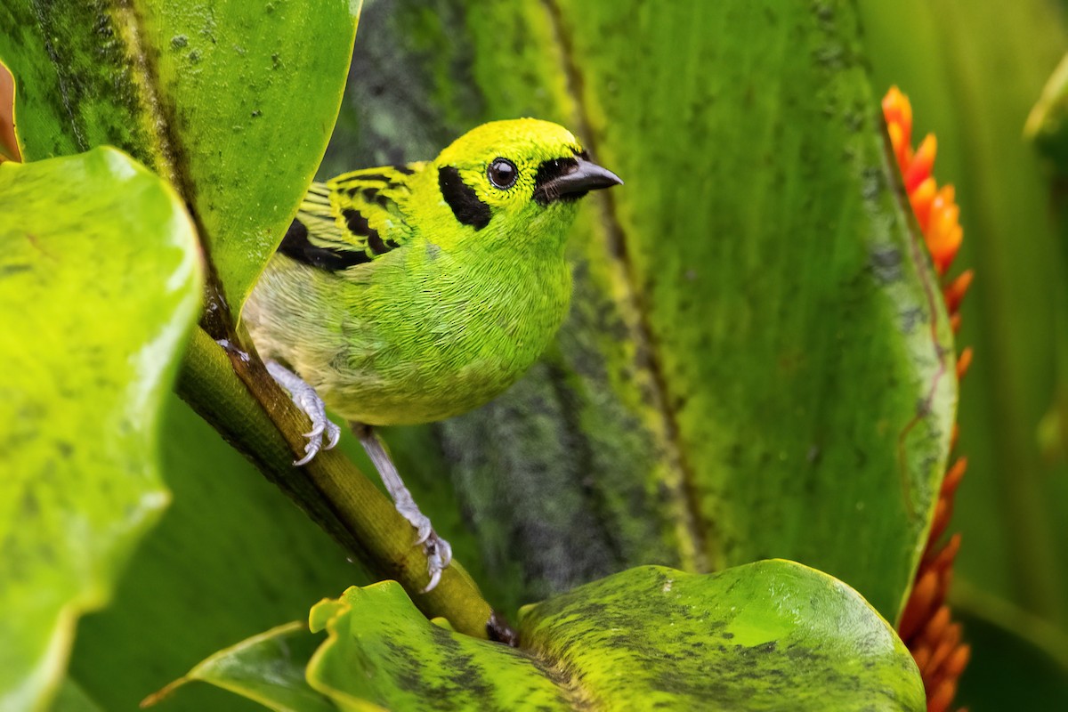 Emerald Tanager - ML422668161