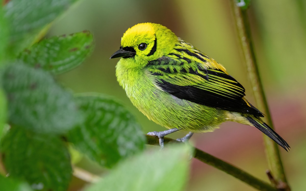 Emerald Tanager - ML422668181