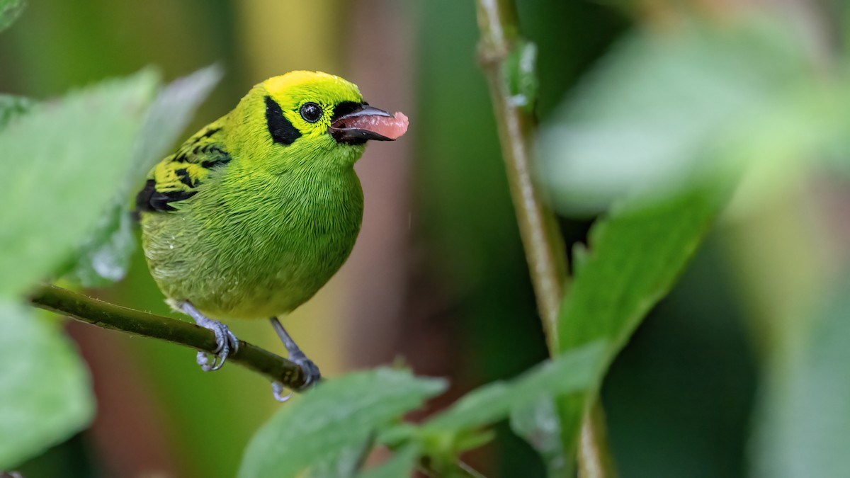Emerald Tanager - ML422668211