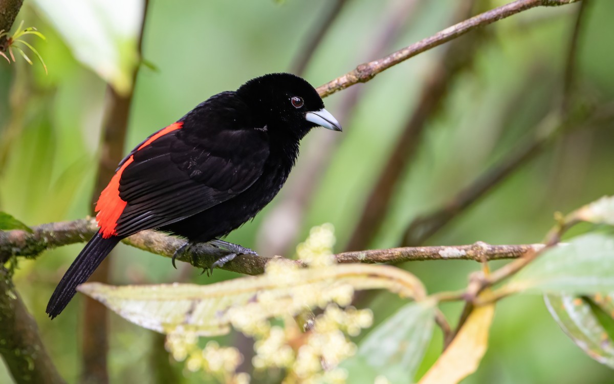 Scarlet-rumped Tanager - ML422668871