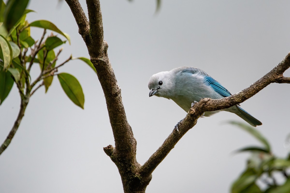 Blue-gray Tanager - ML422669081