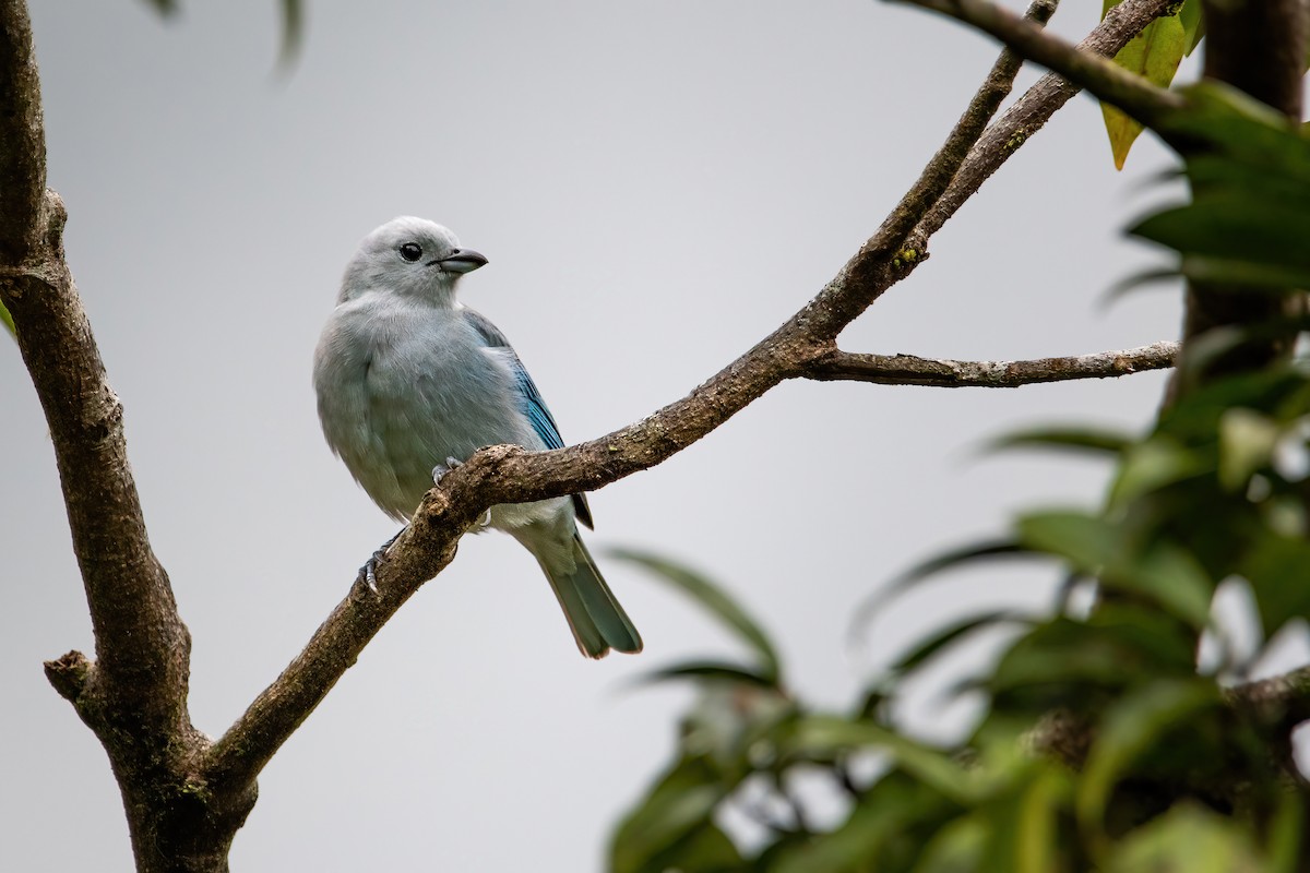 Blue-gray Tanager - ML422669091