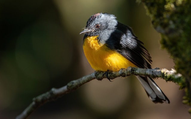 Adult lateral view (subspecies <em class="SciName notranslate">comptus</em>). - Slate-throated Redstart - 
