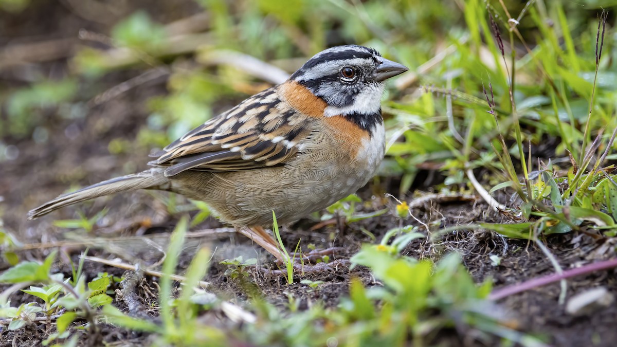 Rufous-collared Sparrow - ML422672931