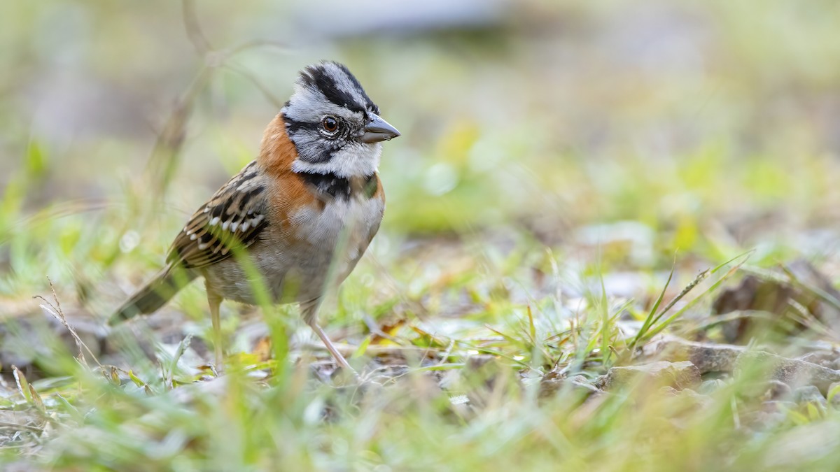 Rufous-collared Sparrow - ML422672941