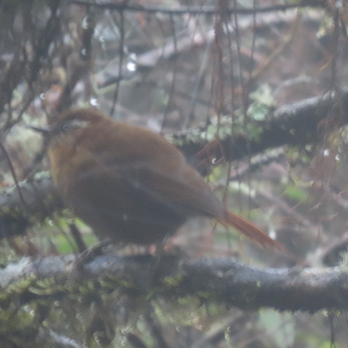 White-browed Spinetail - ML422673041