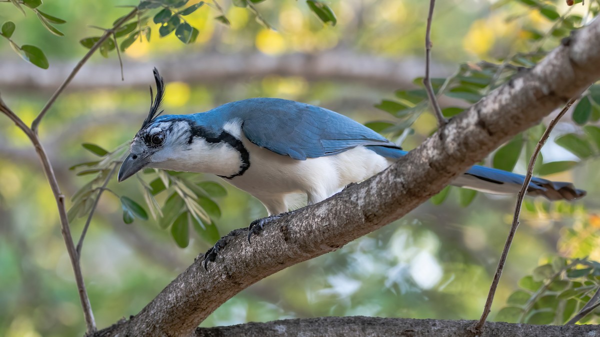 White-throated Magpie-Jay - ML422676681