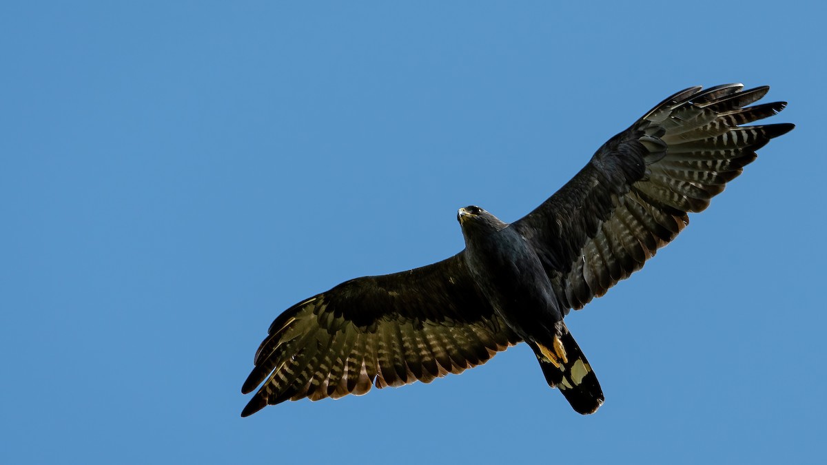 Zone-tailed Hawk - Mason Maron