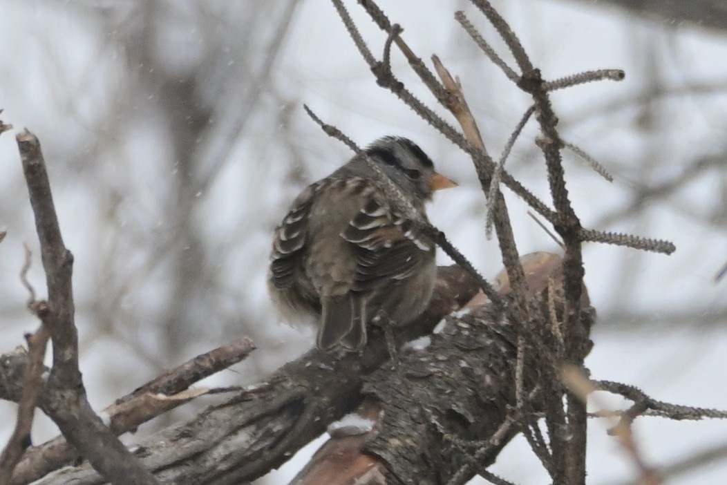 White-crowned Sparrow - ML422678441