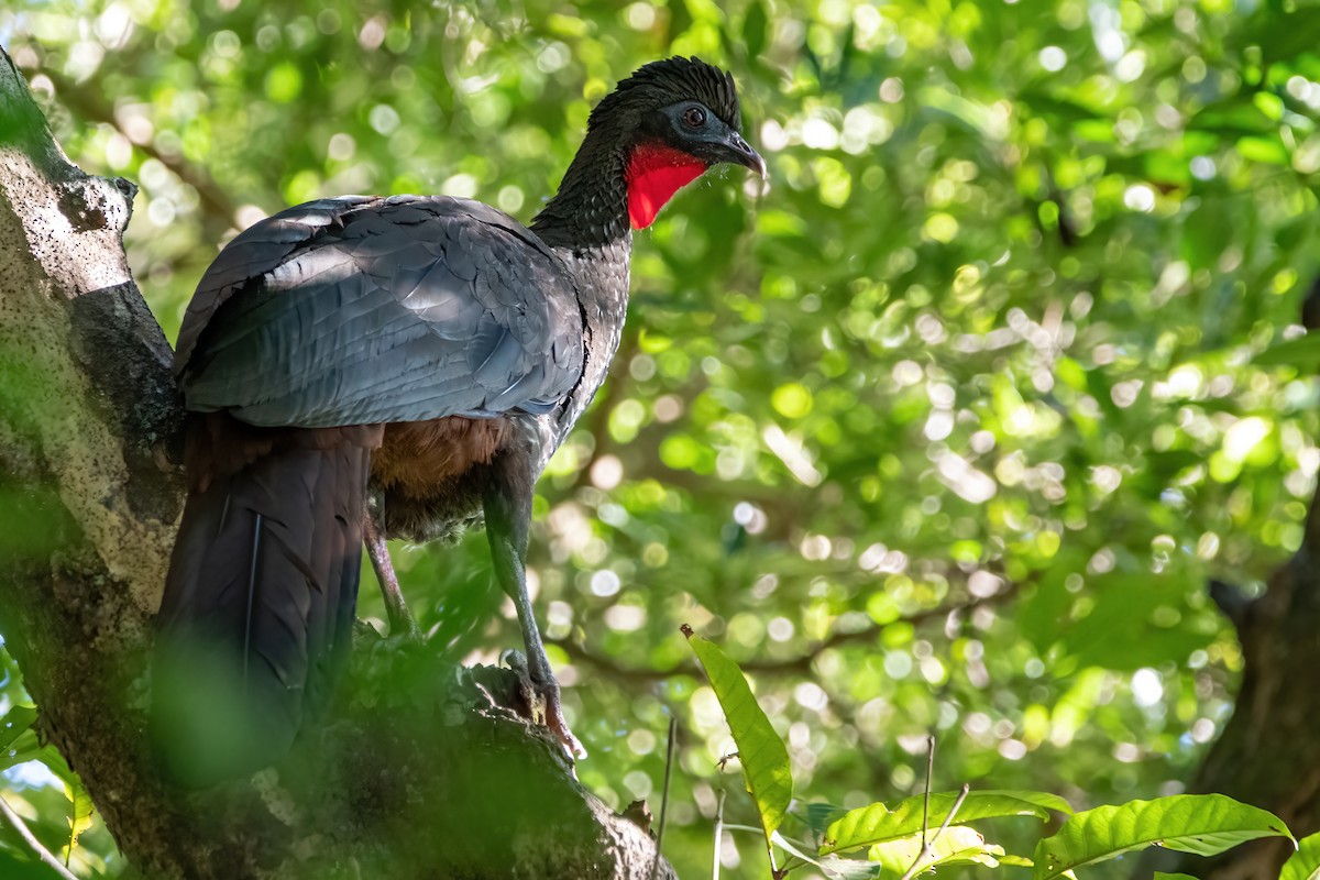 Crested Guan - ML422678591