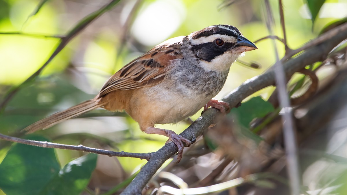 Stripe-headed Sparrow - ML422678891