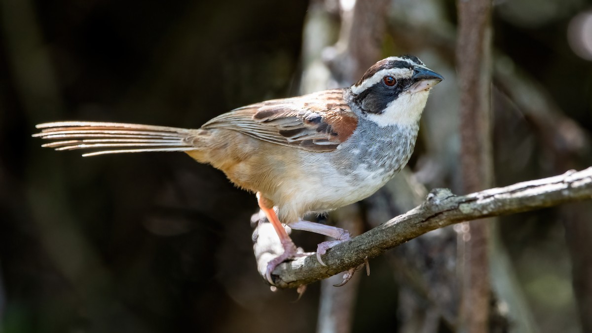 Stripe-headed Sparrow - ML422678901
