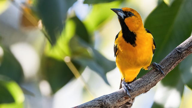 Bullock's Oriole - eBird