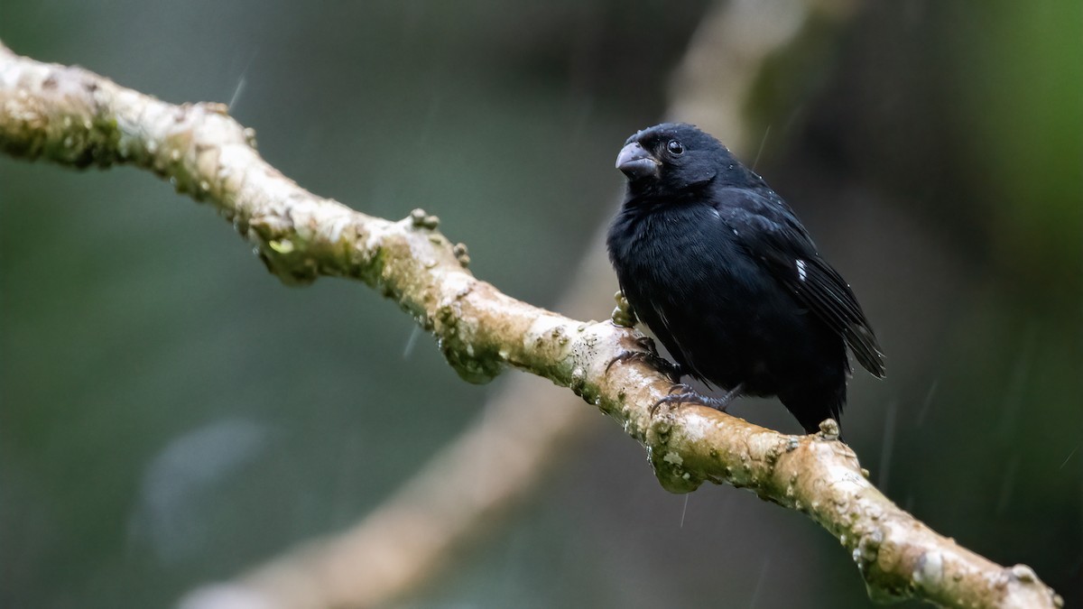 Variable Seedeater - ML422680311