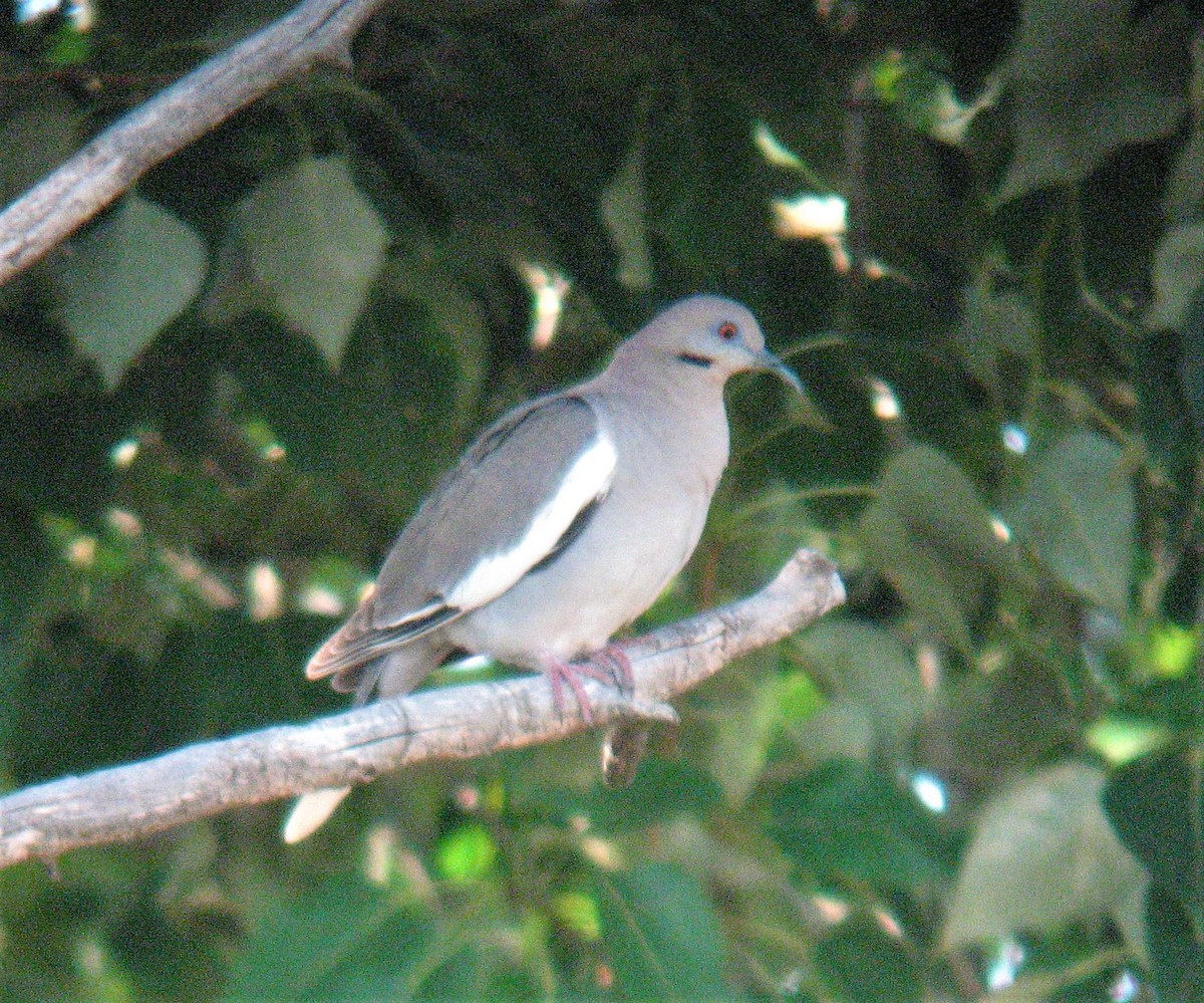 White-winged Dove - Robin Wolcott