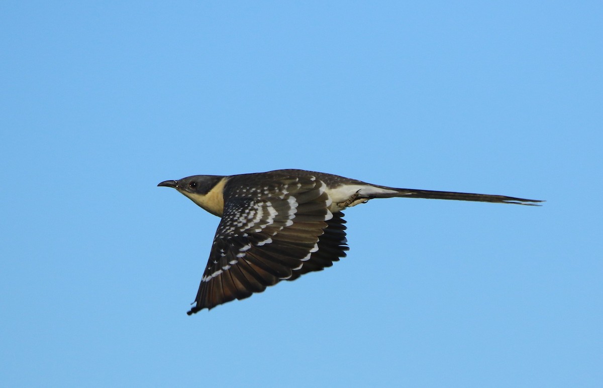 Great Spotted Cuckoo - ML422684491
