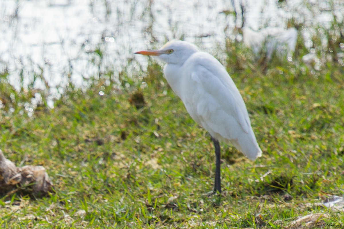Eastern Cattle Egret - Anonymous