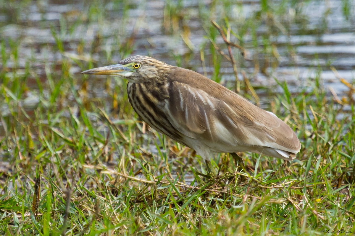 Indian Pond-Heron - Anonymous
