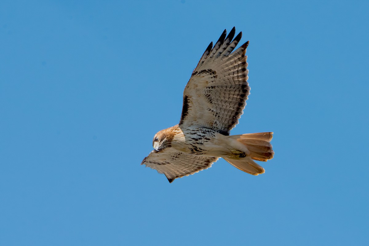 Red-tailed Hawk - ML422701631