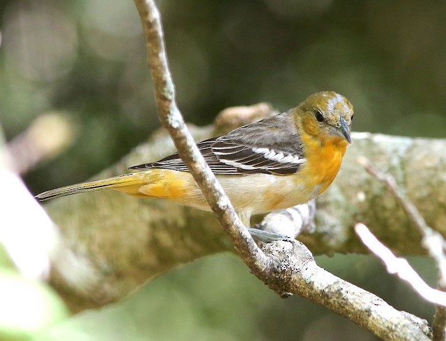 Bullock's Oriole - eBird