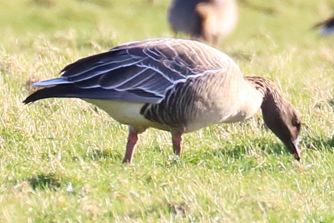 Pink-footed Goose - ML422703241