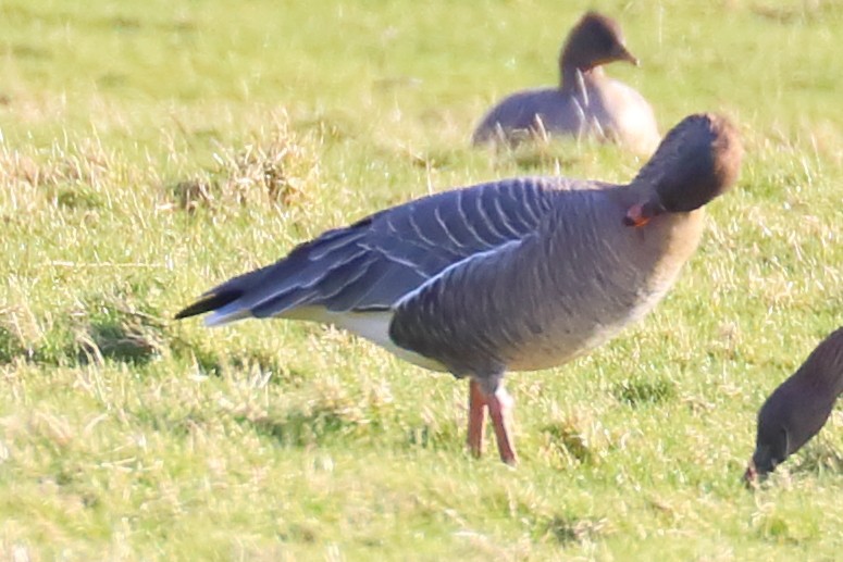 Pink-footed Goose - ML422703281